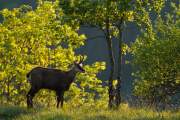 2011-05-06_Chamois_6633