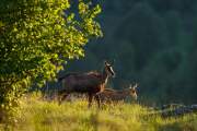 2011-05-06_Chamois_6638