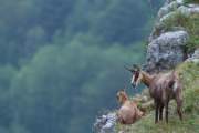 2011-06-02_Chamois_0184