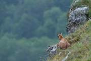 2011-06-02_Chamois_0194