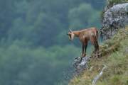 2011-06-02_Chamois_0203