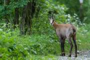 2011-06-24_Chamois_1265