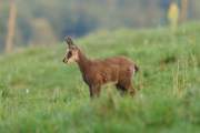 2011-06-28_Chamois_9170