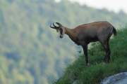 2011-06-28_Chamois_9273