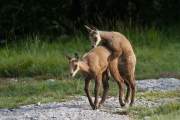 2011-07-30_Chamois_0076