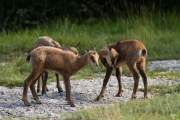 2011-07-30_Chamois_0080