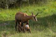 2011-07-30_Chamois_0102