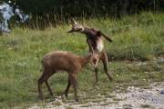 2011-07-30_Chamois_9211