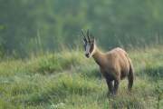 2011-07-30_Chamois_9913