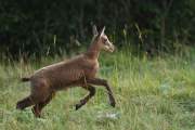 2011-07-30_Chamois_9994