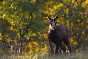 2011-10-14_Chamois_3109