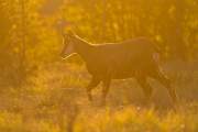 2011-10-14_Chamois_3132