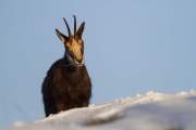 2012-02-20_Chamois_7618