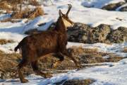 2012-02-20_Chamois_7625