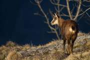 2012-03-10_Chamois_7858