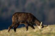 2012-03-10_Chamois_7903