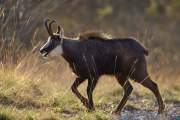 2012-11-01_Chamois_5490