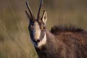 2012-11-01_Chamois_5640