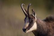 2012-11-01_Chamois_5660