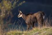 2012-11-01_Chamois_5672