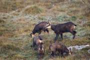 2012-11-07_Chamois_5858