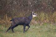 2012-11-07_Chamois_5923