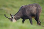 2012-11-07_Chamois_6279