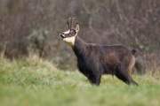 2012-11-07_Chamois_6545