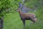 2013-05-30_Chamois_0027