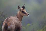 2013-05-30_Chamois_0064