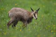 2013-05-30_Chamois_0076