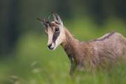2013-05-30_Chamois_0116