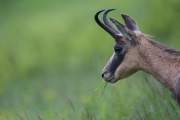 2013-05-30_Chamois_9866