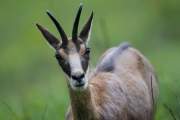 2013-05-30_Chamois_9884