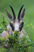 2013-05-30_Chamois_9910