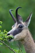 2013-05-30_Chamois_9925