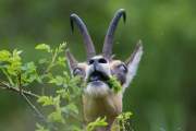 2013-05-30_Chamois_9937