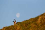 2014-03-20_Chamois_5398
