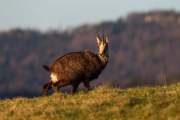 2014-03-20_Chamois_5438