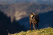 2014-03-20_Chamois_5445