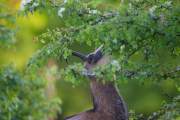 2014-05-29_Chamois_5840