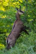 2014-05-29_Chamois_5874