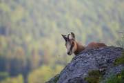 2014-05-29_Chamois_5964