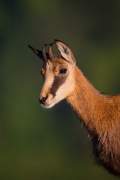 2014-05-29_Chamois_5974