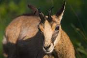 2014-05-29_Chamois_6066