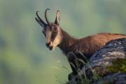 2014-05-29_Chamois_6083