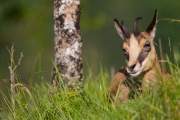 2014-05-29_Chamois_6148