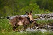 2014-05-29_Chamois_6176