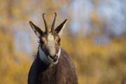 2015-04-09_Chamois_6961