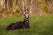 2015-04-09_Chamois_6985